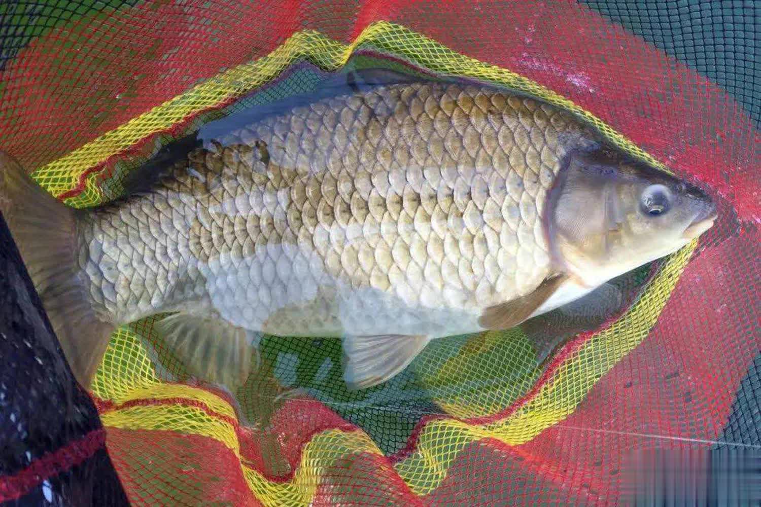 个要领, 的集鱼能力, span 个要领, 的集鱼能力, span