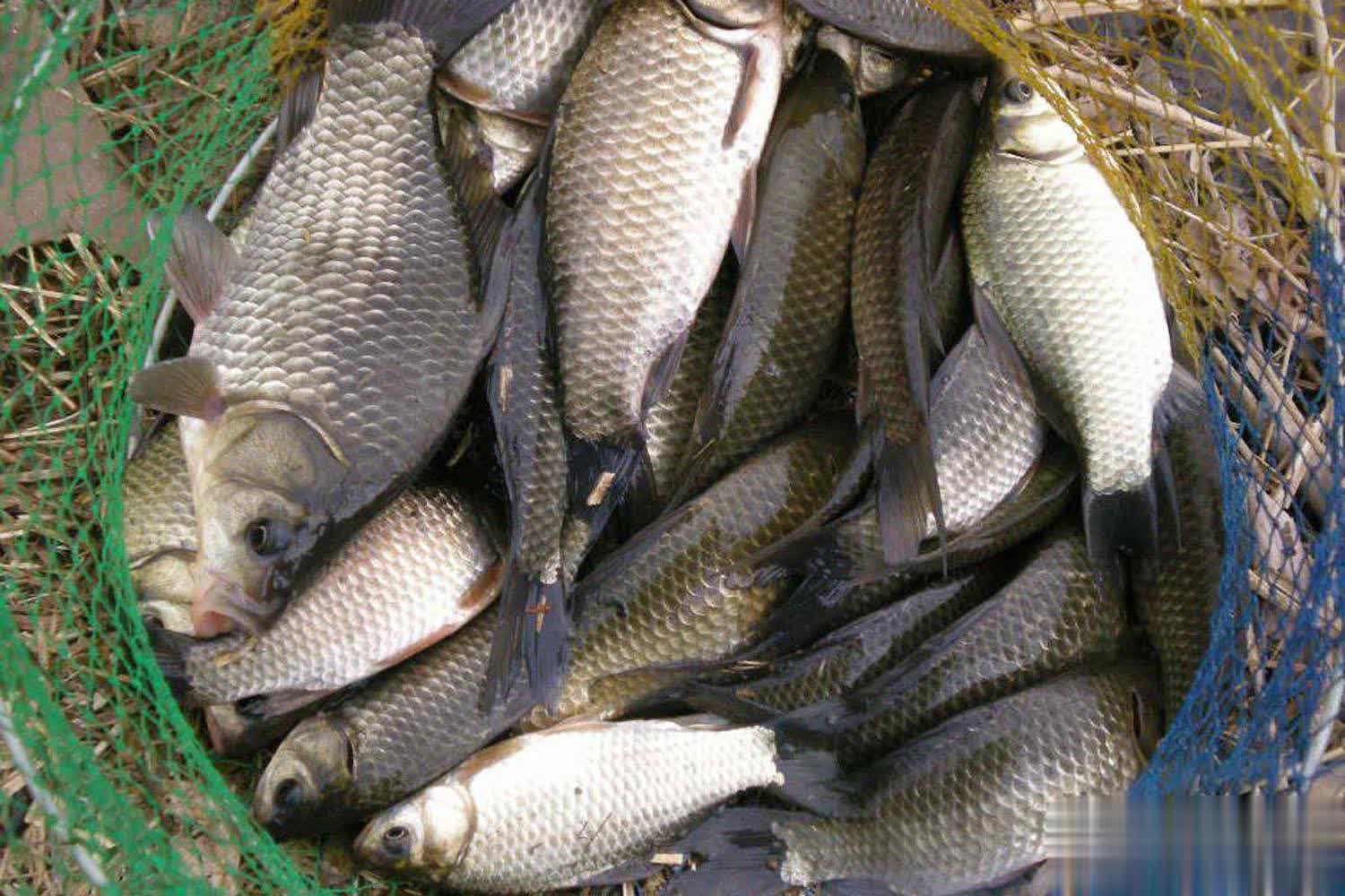 让大板鲫一 让大板鲫一